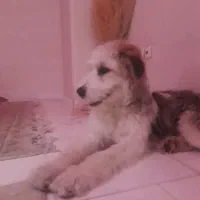 شیتزو یک ساله