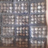 تخم بلدرچین|حیوانات مزرعه|قم, سید معصوم|دیوار