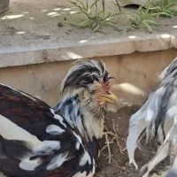 2 عدد خروس برهمایی یا سلطان نژاد دار اصل|حیوانات مزرعه|تهران, آذربایجان|دیوار