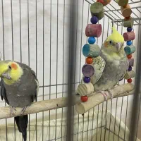 عروس هلندی جفت مولد