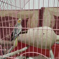 یک جفت عروس هلندی سالم|پرنده|کرمانشاه, |دیوار