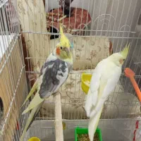 عروس هلندی جفت با چهار جوجه