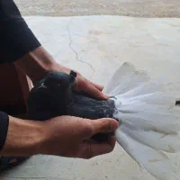 زاغ دم سفید