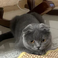 گربه اسکاتیش بلو فولد