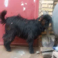 یک عدد بیک چاق