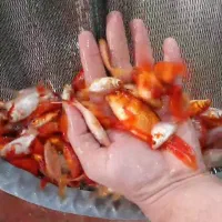 انواع ماهی قرمز عمده