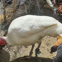بوقلمون ماده همراه با تخم