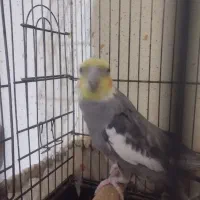 عروس هلندی نر