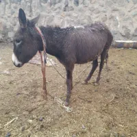 الاغ ماده مخصوص گله