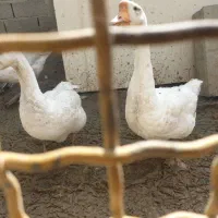 قوغاز|حیوانات مزرعه|ارومیه, |دیوار