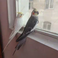 عروس هلندی گم شده