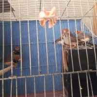 مرغ عشق قناری فنج|پرنده|تاکستان, |دیوار