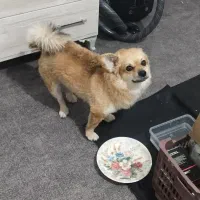 سگ پامرانین|سگ|ماهدشت, |دیوار