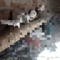 نر ابلغ ابو مریم یا همون بادکنکی ماده سفید کاکلی