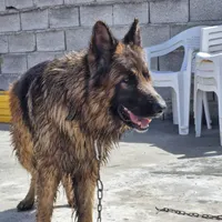 سگ ژرمن شیپرد اصیل و شجره دار