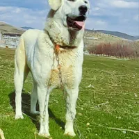 واگذاری پژدرماده