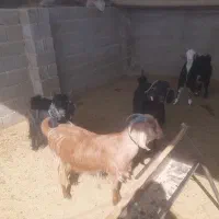 بز چاق تخت بره چاق تخت