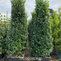 فروش یاس هلندی ( هرمی و پیوندی )