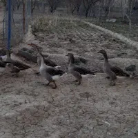 غاز|حیوانات مزرعه|دورود, |دیوار