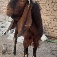 چبش پاکستانی