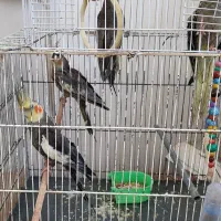 عروس هلندی|پرنده|قنوات, |دیوار