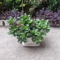 گل قاشقی سایز بزرگ (فقط معاوضه)
