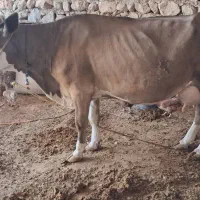 گاو و گوساله