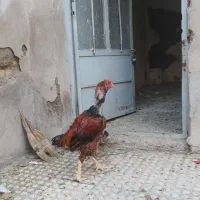 مرغ و خروس لاری|حیوانات مزرعه|بومهن, |دیوار