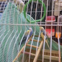 مرغ عشق|پرنده|تهران, شهید اسدی|دیوار