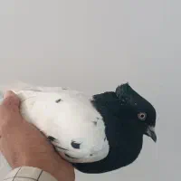 قمیت 800تومن