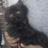 توله گربه بریتیش لانگ هیر چاکلت