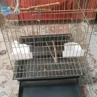 قفس  بزرگ نو طلایی عروس هلندی طوطی کاسکو