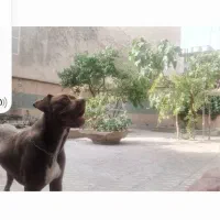 به علت نداشتن جا|سگ|قزوین, |دیوار