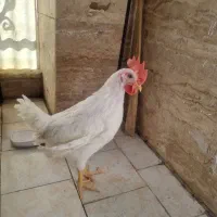 خروس فروشی