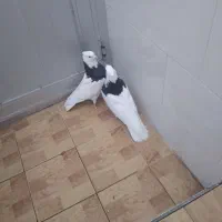 قیمت دونه ۴۰۰|پرنده|مبارکه, |دیوار