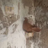 دوتا ماده رنگی