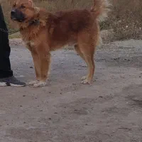 واگذاری سگ