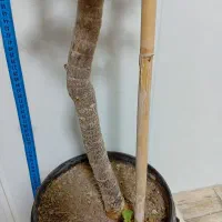 گل خرفه ای|گل و گیاه طبیعی|قرچک, محمد آباد|دیوار