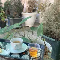 استخدام نیرو جهت تهیه غذا