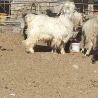 بز .بزغاله. گوسفند . چپش|حیوانات مزرعه|لنجان, |دیوار