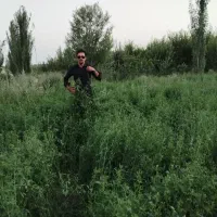 بذر یونجه با تناژ نه تن در هکتار|خدمات باغبانی و درختکاری|شیراز, آبیاری|دیوار