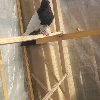 کله دم سیاه