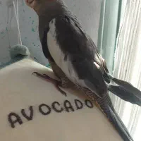 چهارعددعروس هلندی