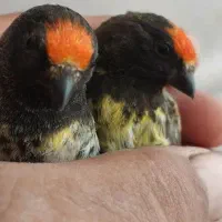 سهره