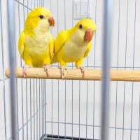 راهب زرد لوتینو جفت راهب اوپلاین (اراک هستم)