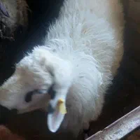 فروش میش چند قلو زا افشاری آبستن|حیوانات مزرعه|آسارا, |دیوار