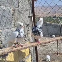 فروش جفت طوقی و دم سفید جم