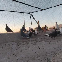 پرنده، کبوتر پریدنی|پرنده|نگار, |دیوار