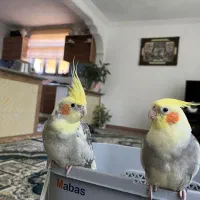 عروس هلندی جفت سخنگوتالش اسالم