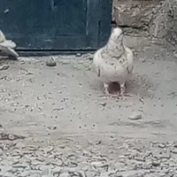 کبوتر سار.